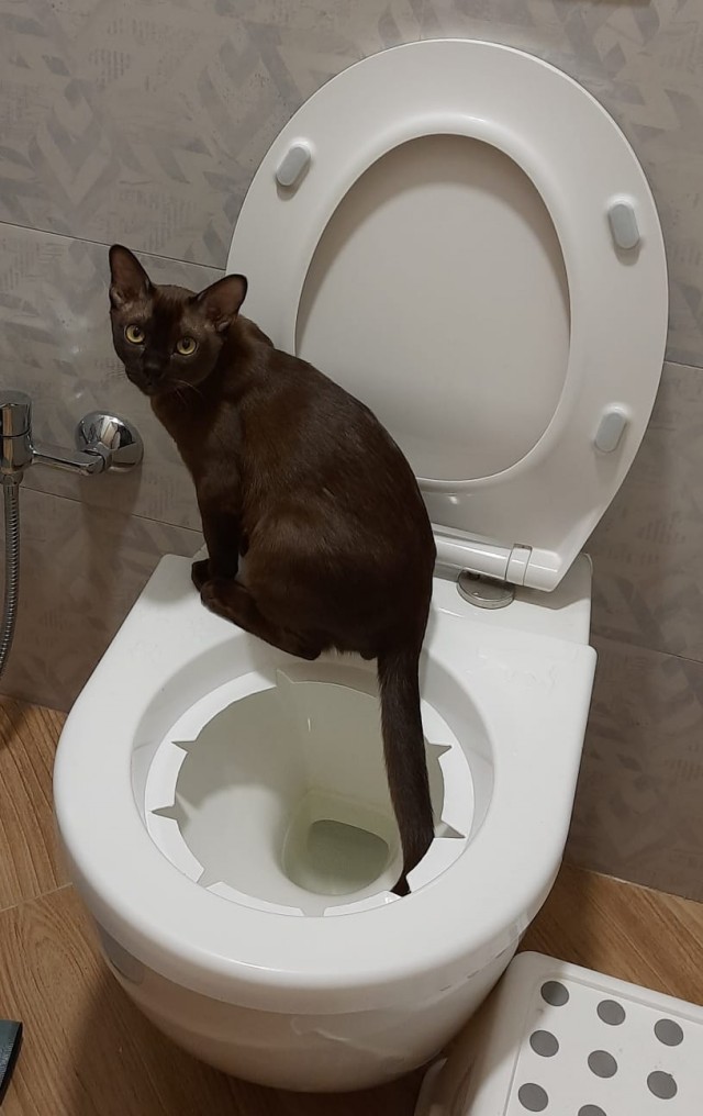 Сегодня кот наср*л на стену