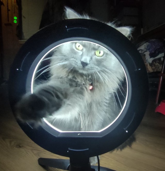 Котовторник. Февраль