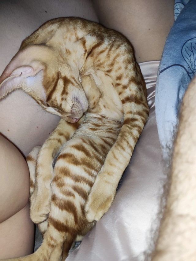 Кот, который смог
