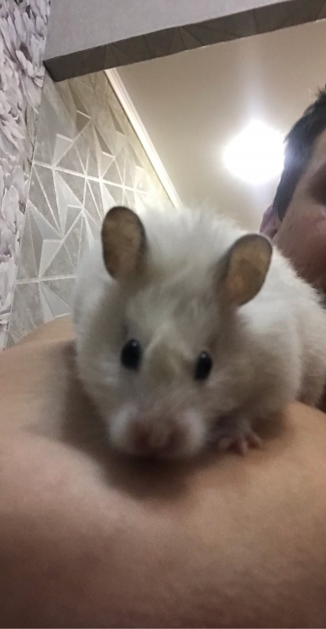 У кого какие животные? (Про мужей чур не писать)