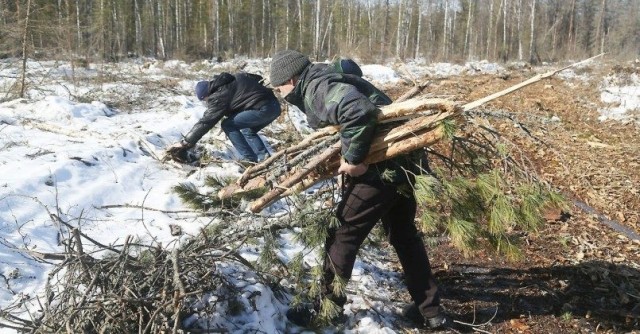 Власти Польши разрешили гражданам собирать в лесу хворост из-за роста цен на энергоносители