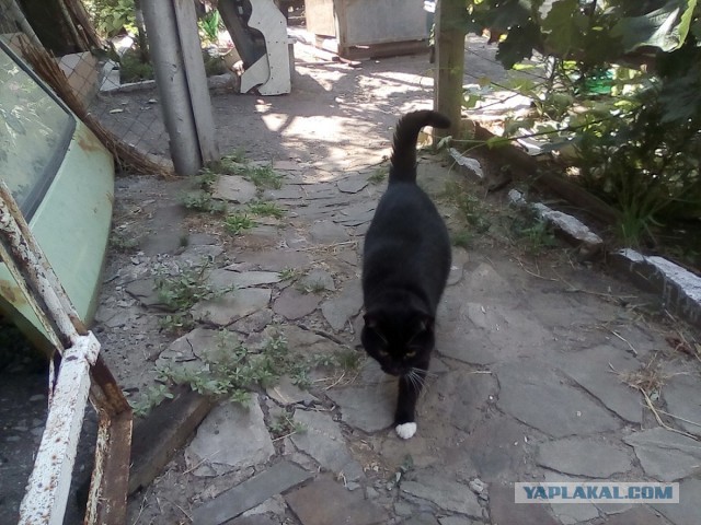 История одного котенка