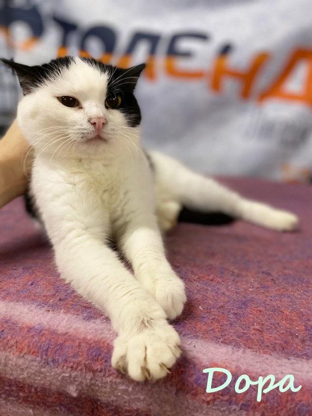 Жизнь домашнего приюта "Котоленд" 382