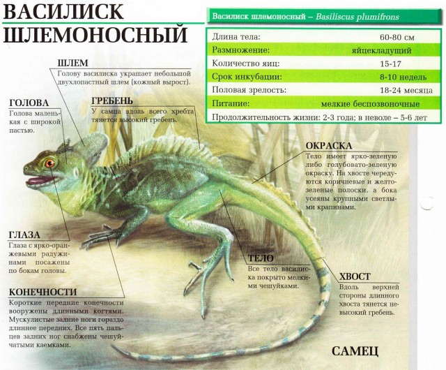 Василиск