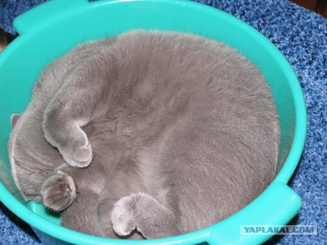 Котовторник 16.04.2013