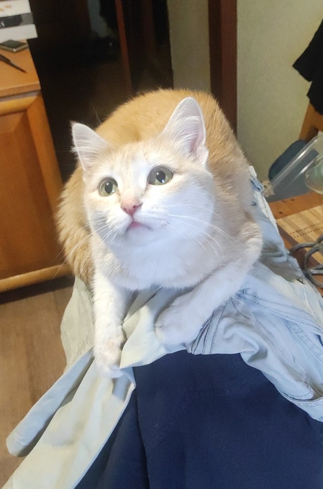 Котовторник! 16+ Коллеги-рабы, отмечаемся, у кого хозяину много лет!