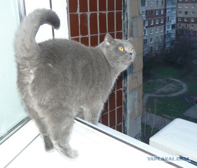 Котовторник 23.04.2013