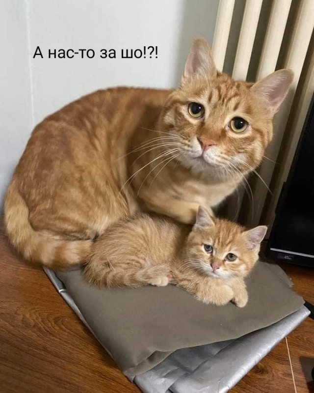 - Сердца у тебя нет