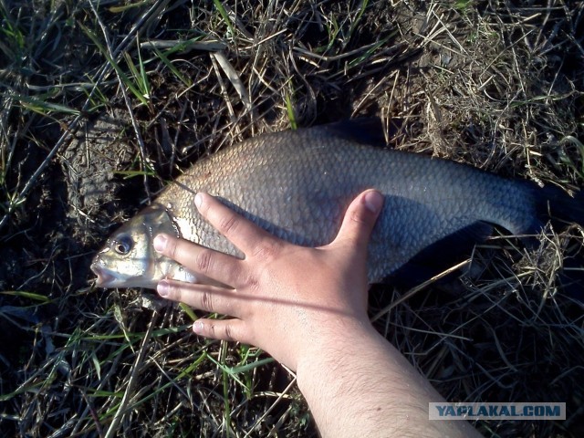 Отчет о Рыбалке