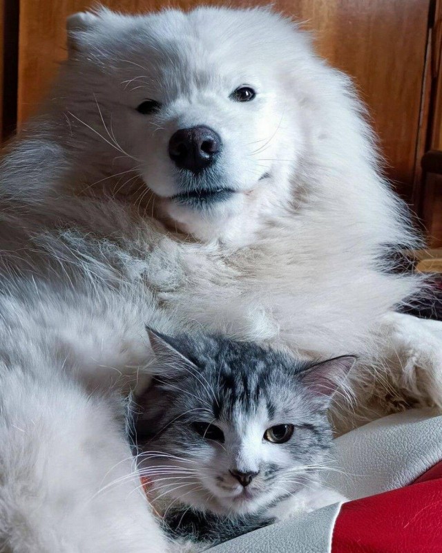 ФотоВинегрет