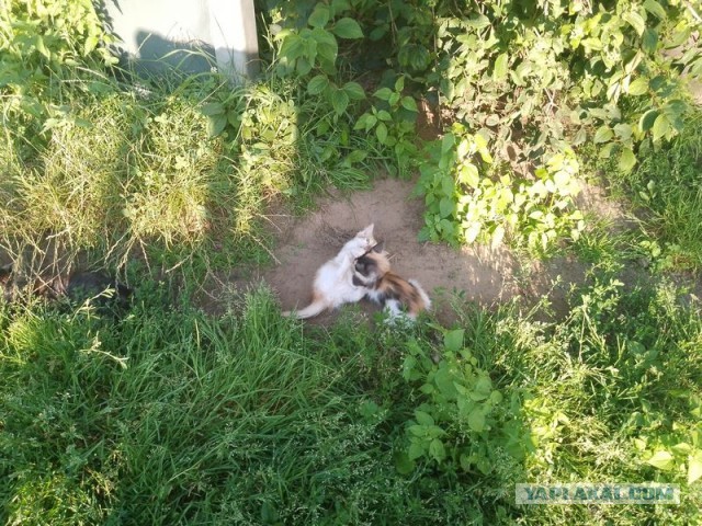 Жизнь домашнего приюта для котеек 505