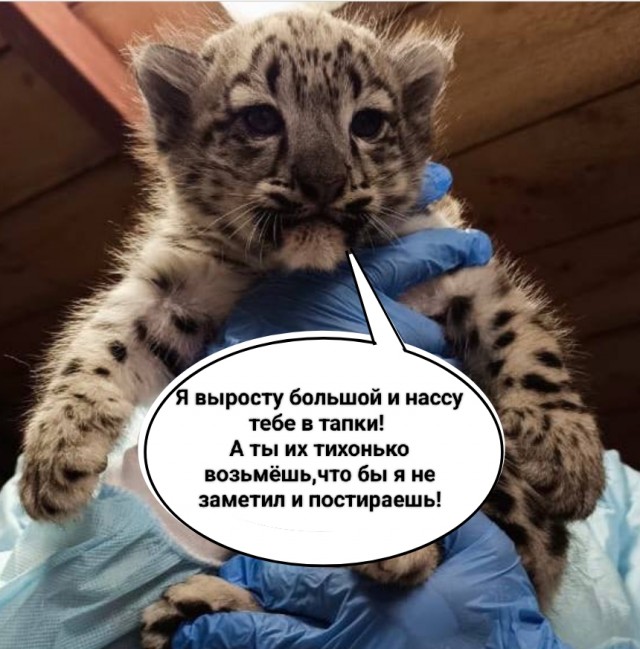 В Пермском зоопарке родились долгожданные котята снежного барса - два мальчика