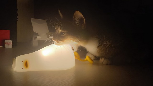 Кусь гуся за жопку