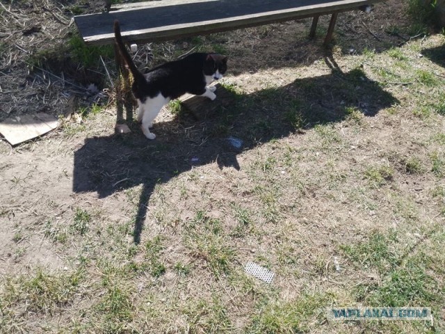 Жизнь домашнего приюта для котеек 538
