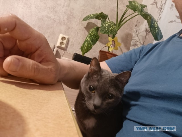 Спящий кот