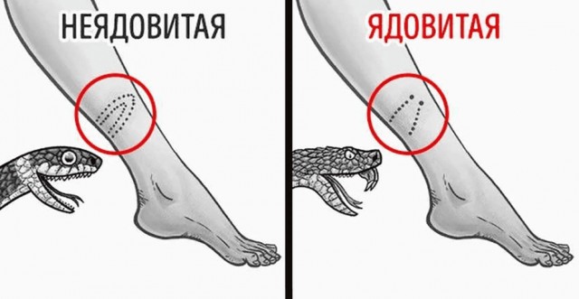 Как атакуют гадюки: зная это, вы избежите укуса. Простая памятка