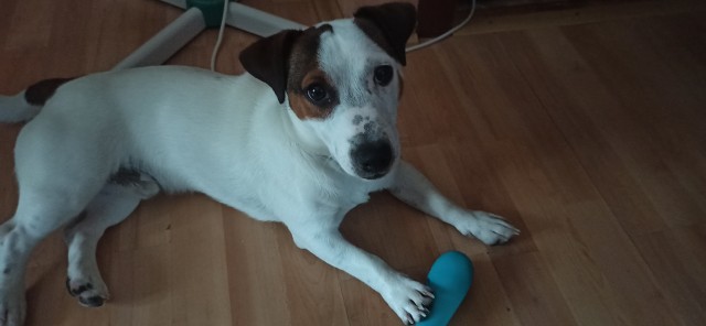 Собакочетверг!