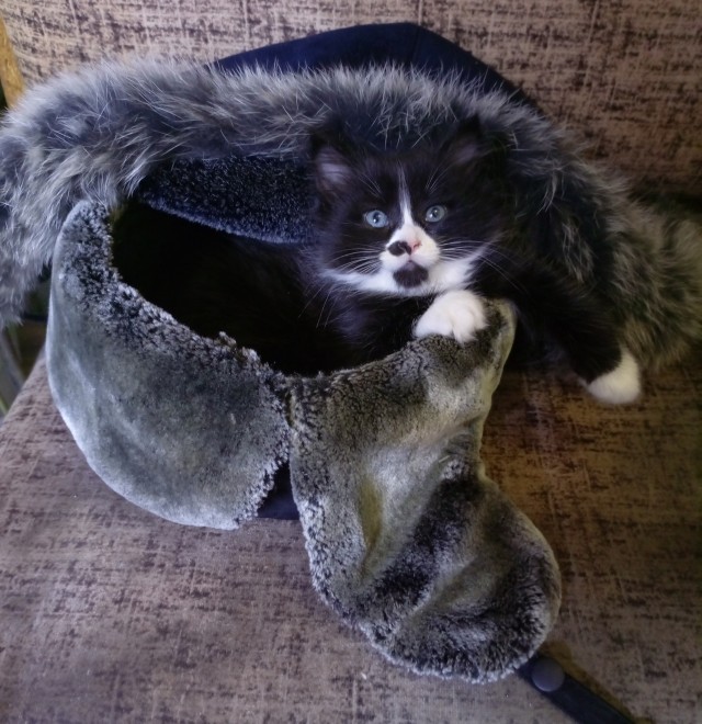 Котовторник же!