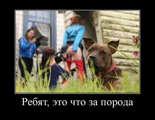 Ну что котята! Сундук деграданта! Выпуск номер 4!