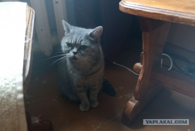 Вот такое чудо ищет дом