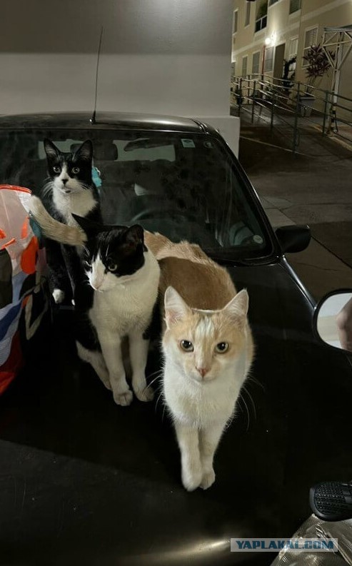 Чтобы бездомные кошки обрели пристанище, добрячка купила для них машину