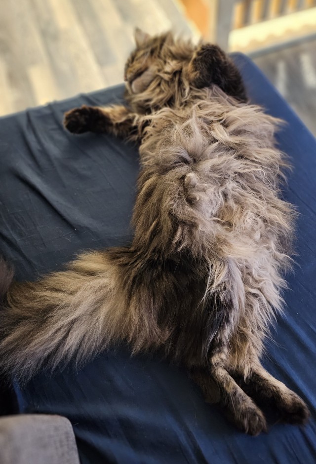Кот мейн-кун, о котором не заботились