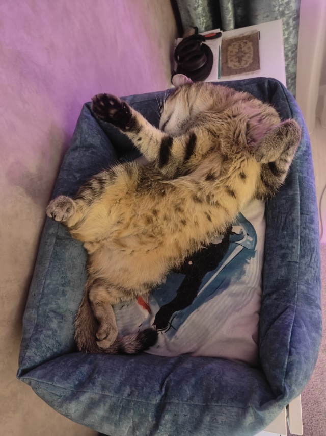 Котовторник