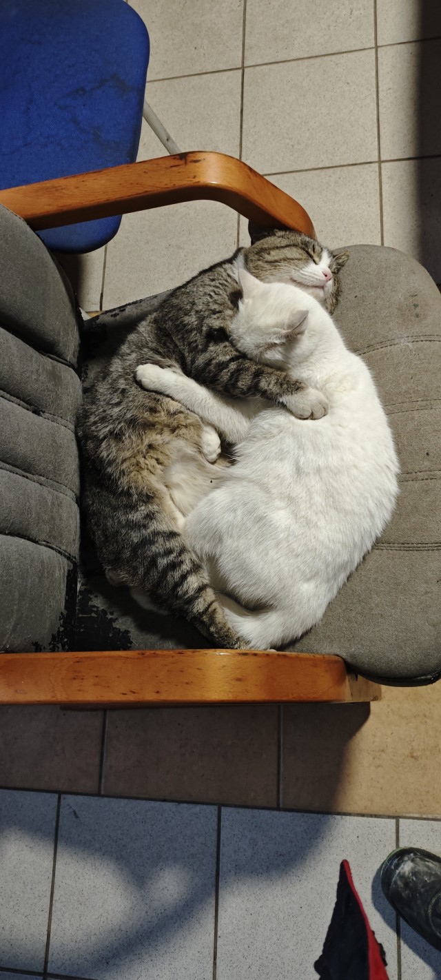 Котейка, хорошая