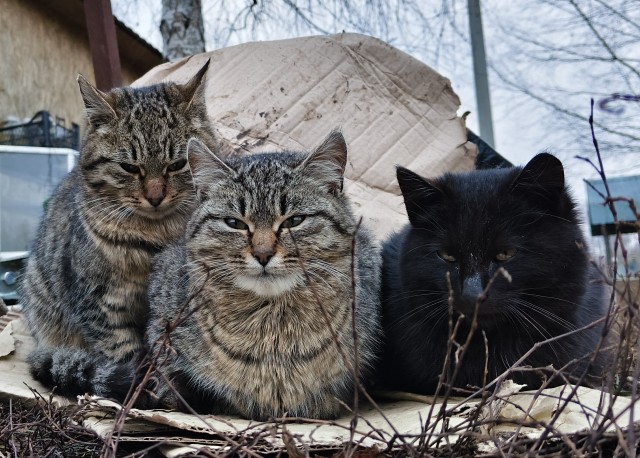 Бандиты
