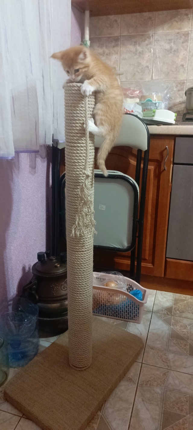 Кототчёт(Котопись 1)