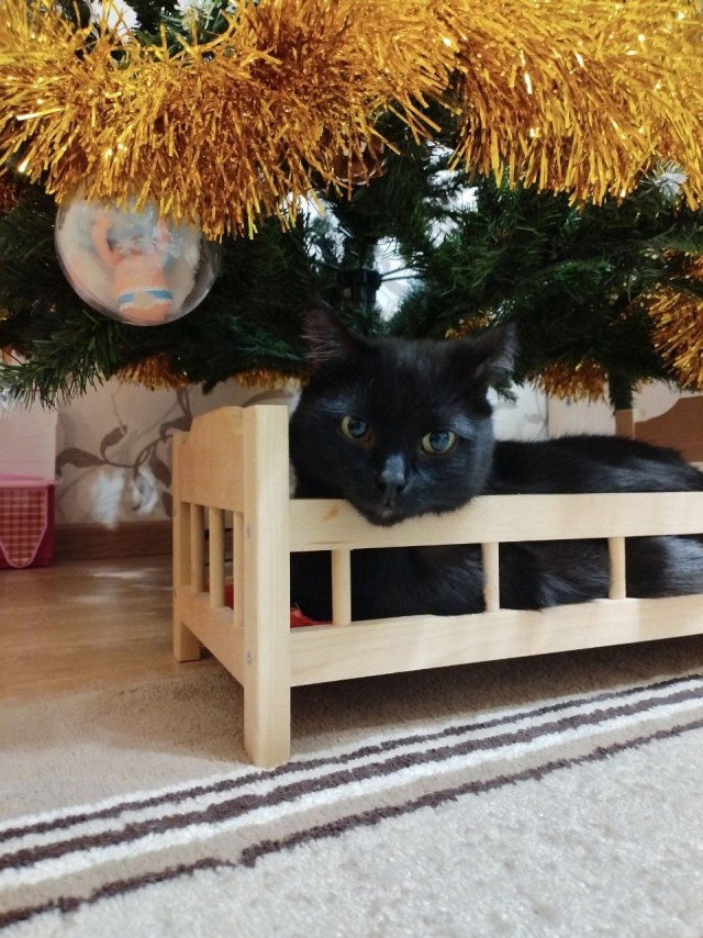 К котовторнику. Наш любимый плед.