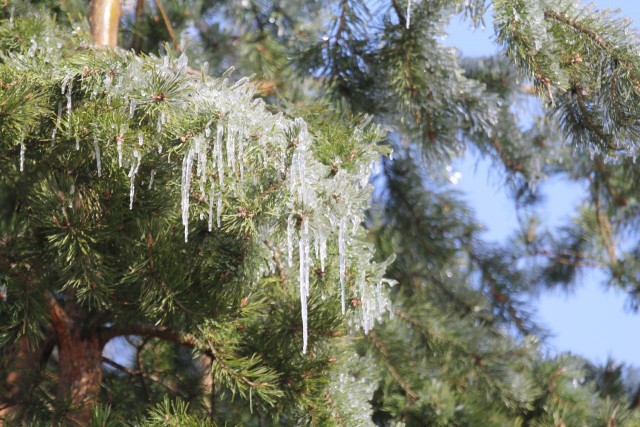 Ледяной дождь 03.05.24 (Лен.обл)