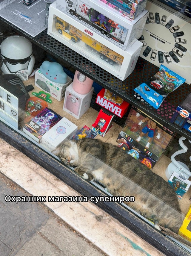На котах держится вся экономика Турции