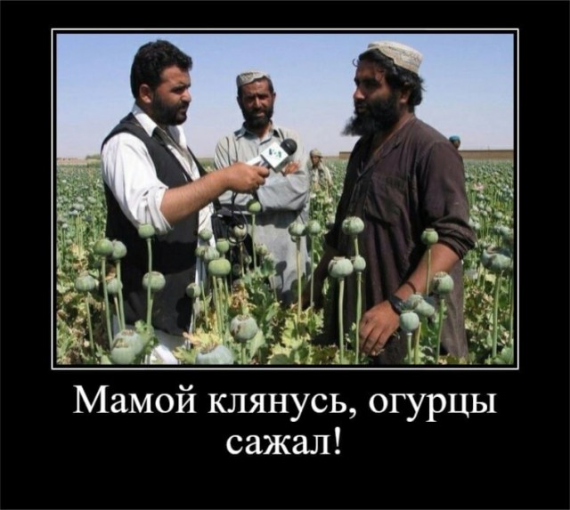 Картинки. Баяны и аккордеоны