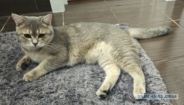 Фотки красивого кота.