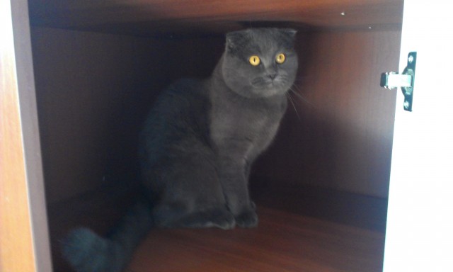 Котовторник 17.09.2013