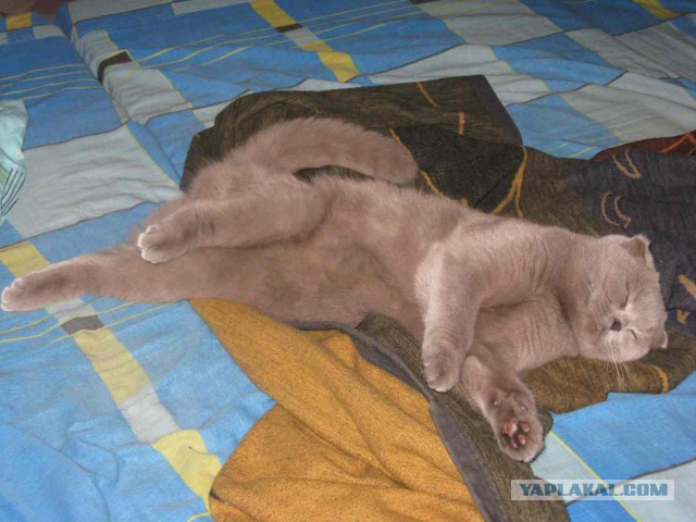 Котовторник  25.03.2014