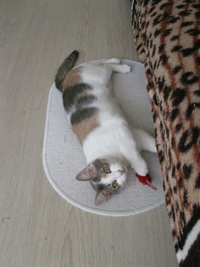 Котовторник 17.06.2014
