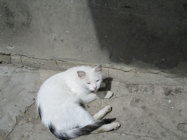 Котовторник 24.06.2014