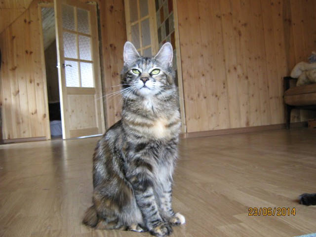 Котовторник 12.08.2014