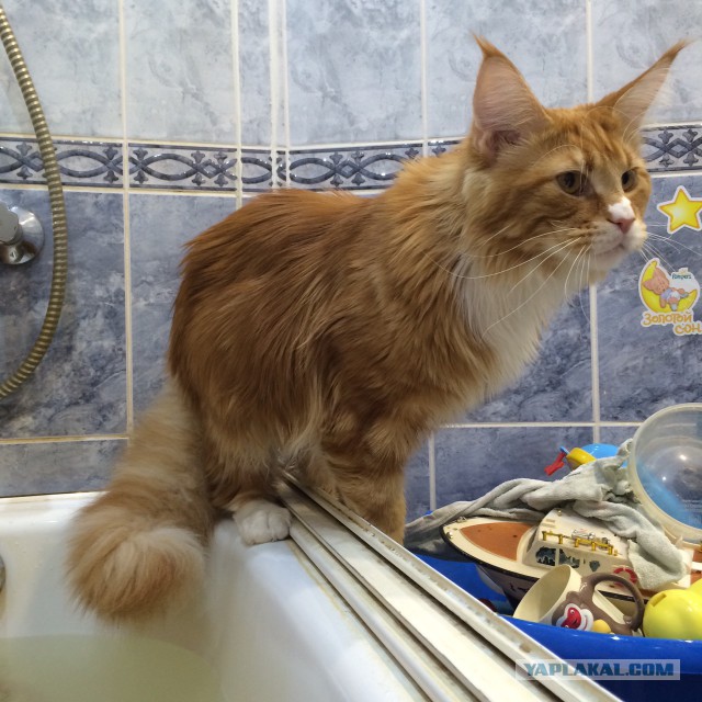 Котовторник 11.11.2014