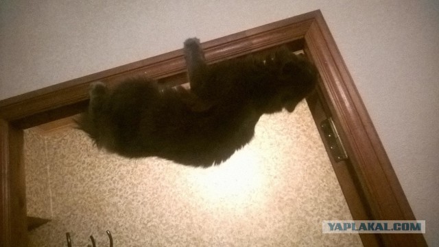 Котовторник 25.11.2014