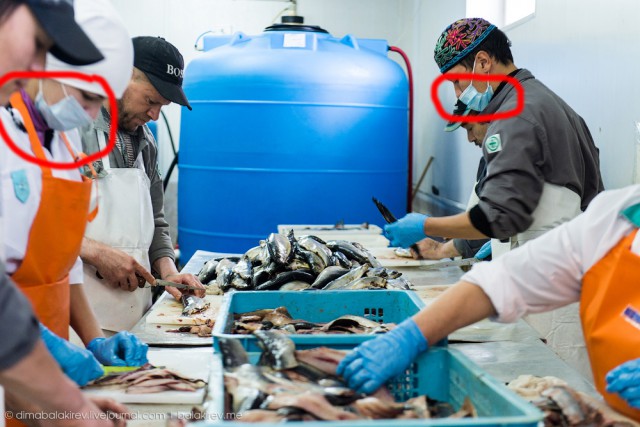 Как работает рыбный завод в Магадане