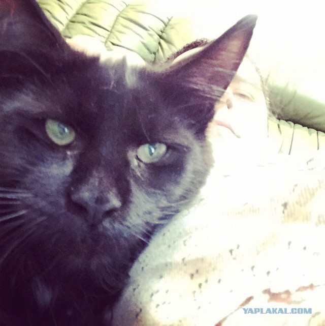 Котовторник 9.12.2014