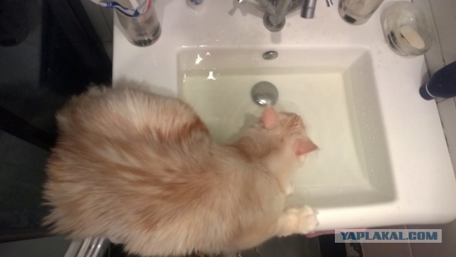 Котовторник 27.01.2015
