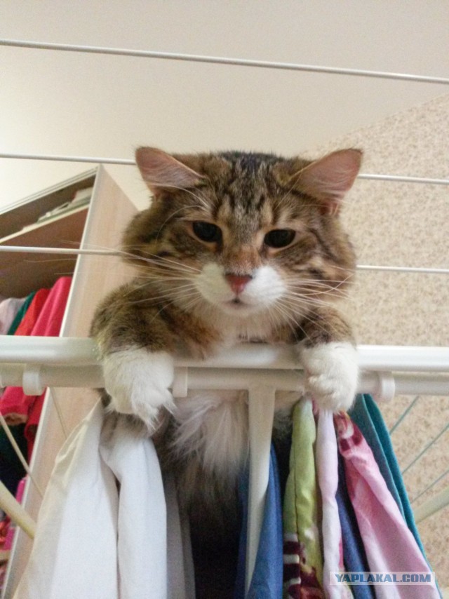 Муж вернулся с тремя котятами