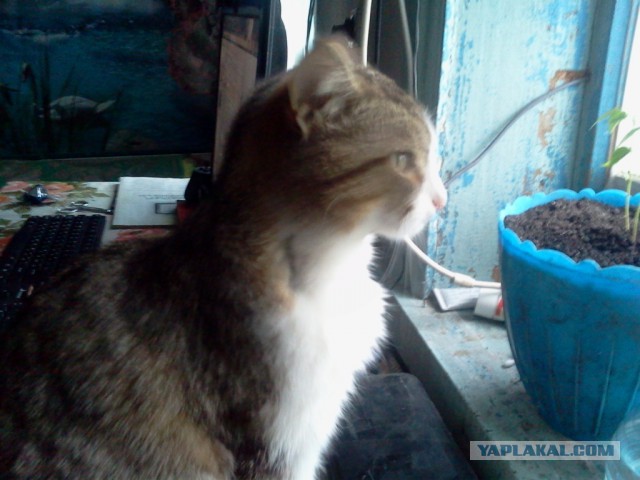Котовторник   02.06.2015