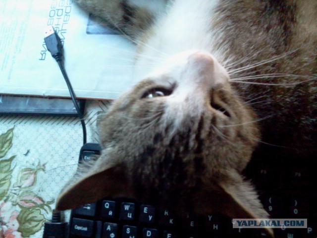 Котовторник 16.06.2015., Котовторник наступил!