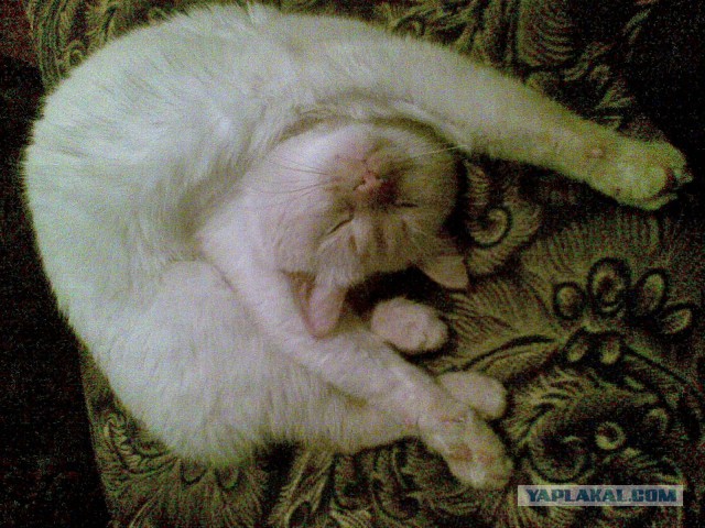 Котовторник 29-09-2015,