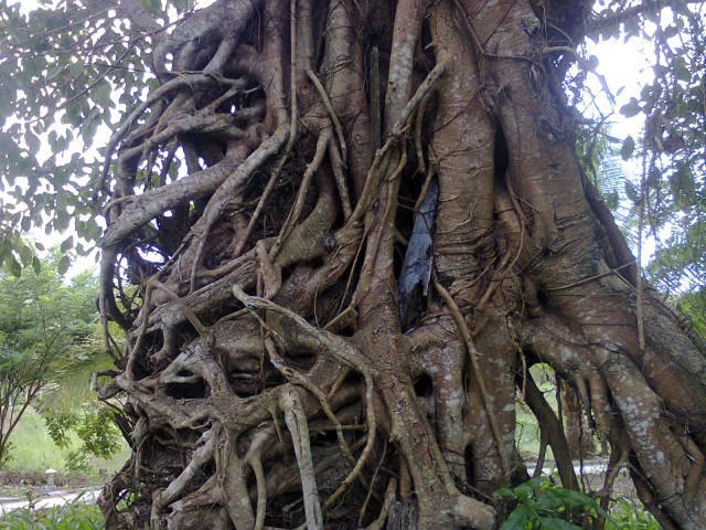 Việt Nam